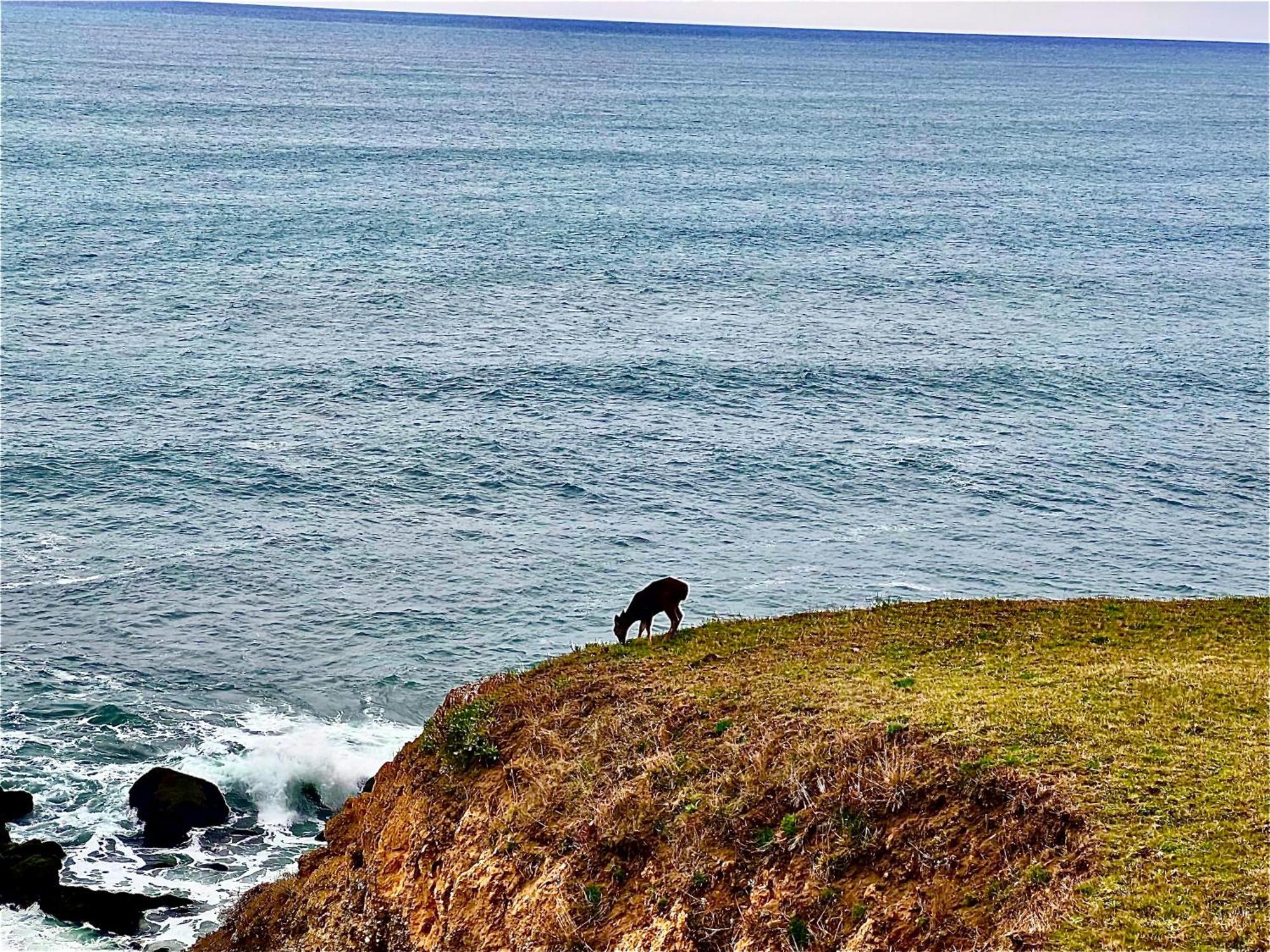 Inn Of The Lost Coast Shelter Cove Esterno foto